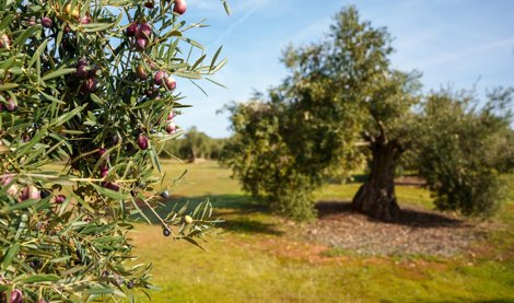 Es Andalucía - Sevilla