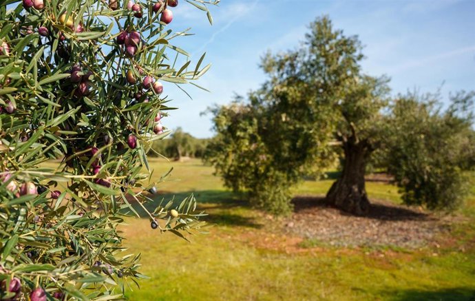 Archivo - Imágenes de campos de olivos en las sierras andaluzas. 
