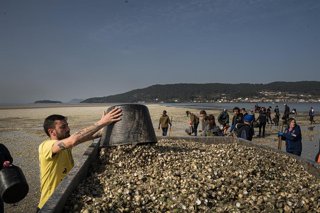 Marisacadores recogen el marisco muerto en la playa del Testal, a 4 de marzo de 2026, en Noia, La Coruña, Galicia (España). 