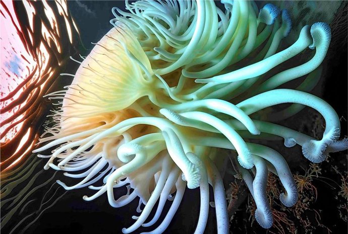 Fontcuberta llega este verano a la Plaza del Centro Niemeyer con la exposición 'Corales. Lo que Darwin pasó por alto'