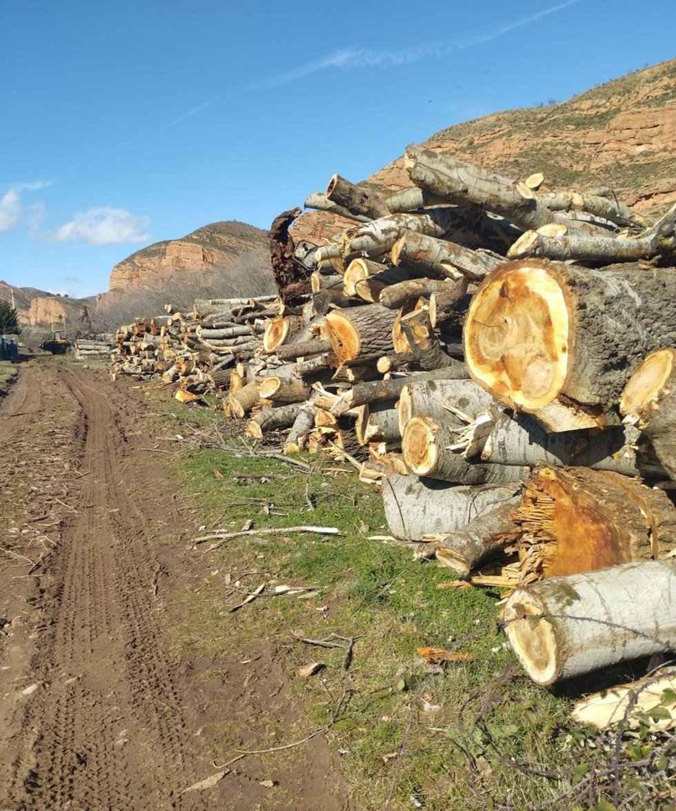 El Colectivo Ecologista de Arnedo y el Cidacos denuncia ante la Fiscalía la tala de un bosque de álamos blancos protegido en Herce