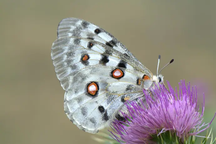 Mariposa Apolo