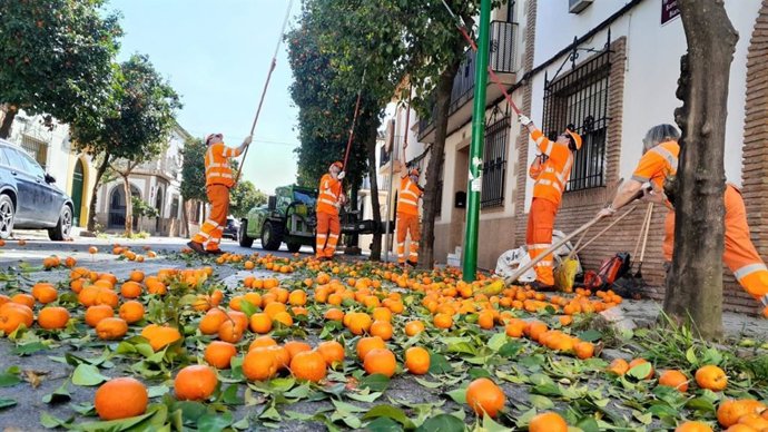 Recogida de naranja agria en Córdoba.