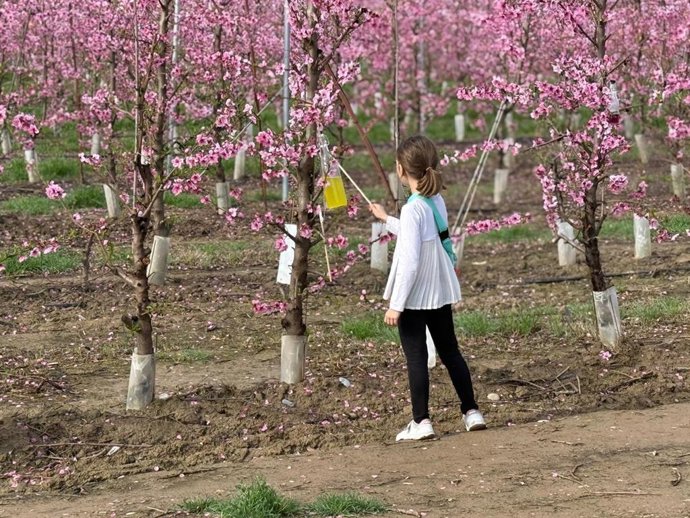 Una niña junto a almendros en flor.