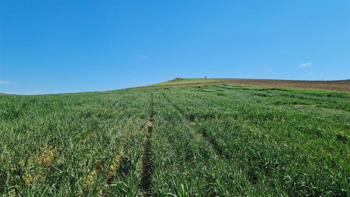 Imagen de un campo de trigo en Córdoba.