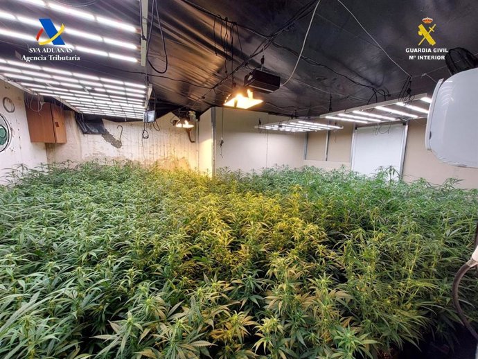 Punto de cultivo de marihuana intervenido en Osuna (Sevilla)