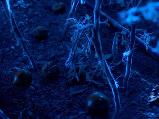 Fotograma del cortometraje documental "Un perro ladra detrás del depósito"