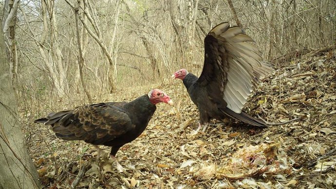 Ejemplares de gallinazo cabecirrojo