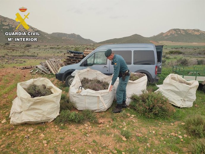 Tomillo intervenido en Cabo de Gata (Almería).
