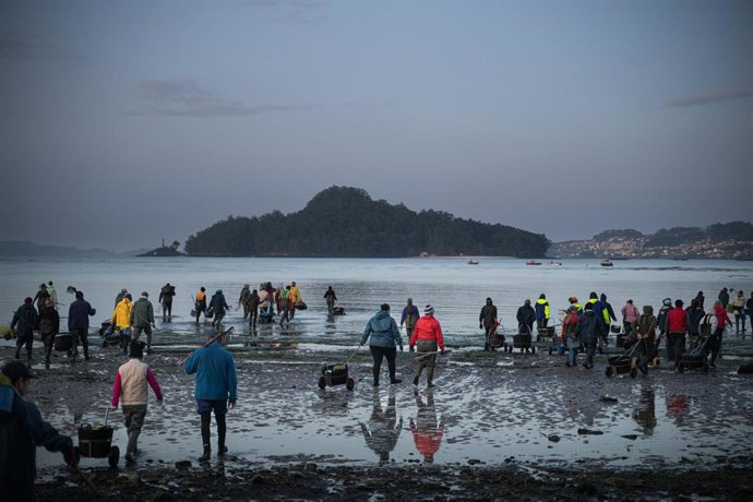 Mariscadores trabajan en la Playa de Lourido, a 3 de marzo de 2026, en Pontevedra, Galicia (España). Los temporales que han dejado intensas lluvias en los meses de enero y febrero en Galicia han provocado que la salinidad de las rías disminuya afectando a