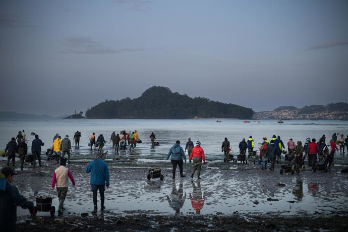 Mariscadores trabajan en la Playa de Lourido, a 3 de marzo de 2026, en Pontevedra, Galicia (España). Los temporales que han dejado intensas lluvias en los meses de enero y febrero en Galicia han provocado que la salinidad de las rías disminuya afectando a