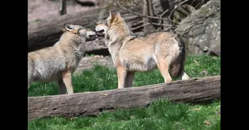 El TSXG rechaza autorizar a la Xunta a realizar batidas de control de lobo en Cerdedo-Cotobade, Curtis y Ferrol