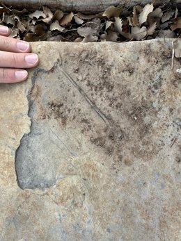 Falange alar de pterosaurio en el momento de su descubrimiento en el yacimiento 'El Pozo' (Teruel, España).