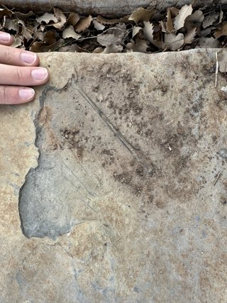 Falange alar de pterosaurio en el momento de su descubrimiento en el yacimiento 'El Pozo' (Teruel, España).