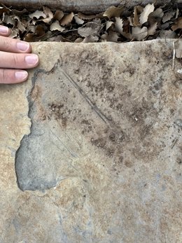 Falange alar de pterossauro no momento da sua descoberta no sítio arqueológico “El Pozo” (Teruel, Espanha).