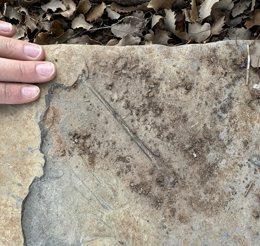 notibrasil sociedade