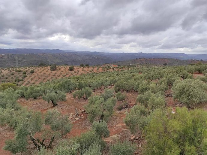 Archivo - Un olivar cordobés.