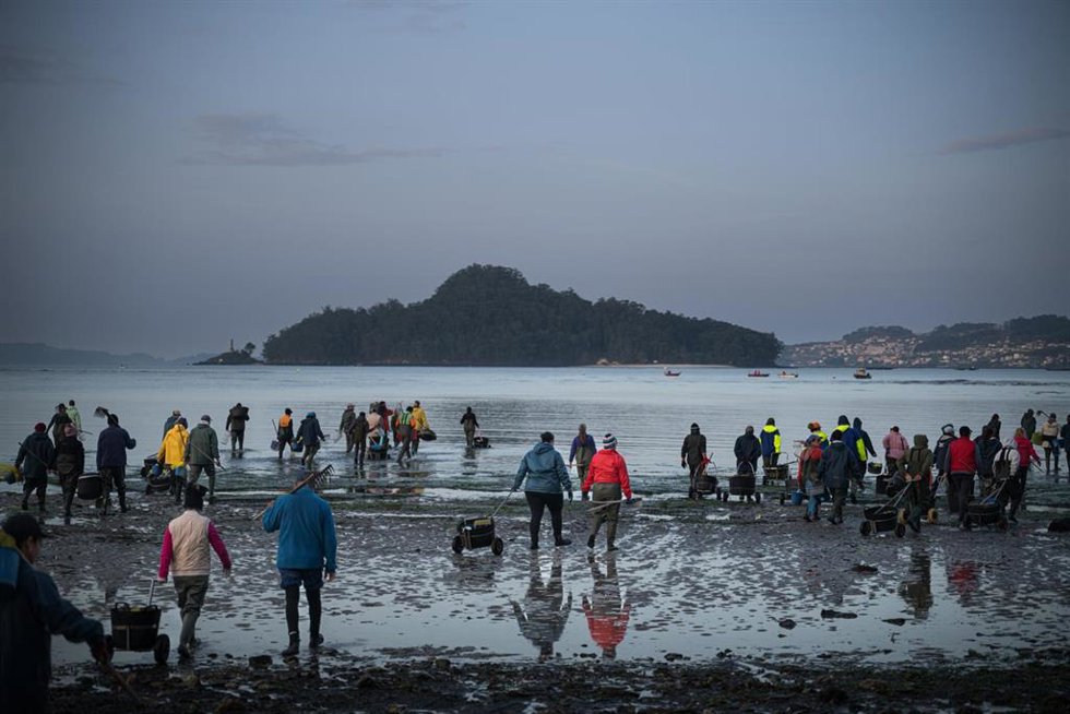 Mariscadores trabajan en la Playa de Lourido, a 3 de marzo de 2026, en Pontevedra, Galicia (España). Los temporales que han dejado intensas lluvias en los meses de enero y febrero en Galicia han provocado que la salinidad de las rías disminuya afectando