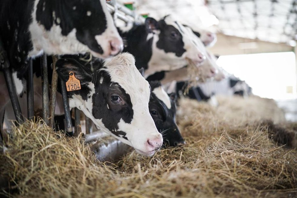 Archivo - Vacas lecheras pastan en la granja Lacturale, a 3 de abril de 2022, en Etxebarri, Navarra, (España). 