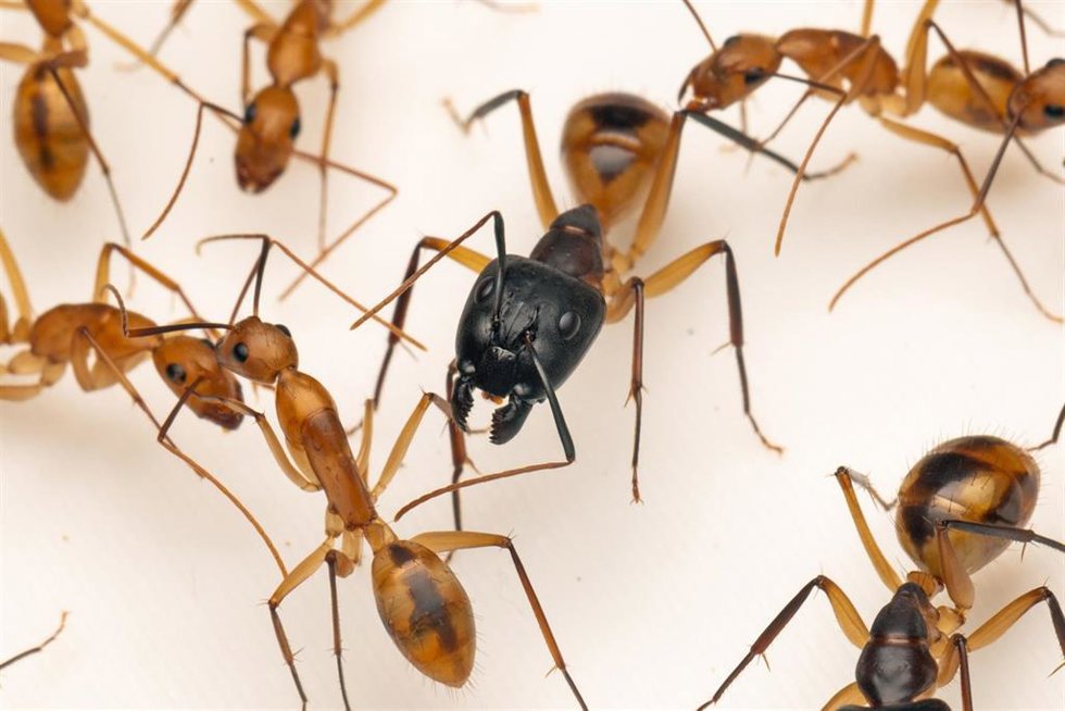 Hormiga gigante