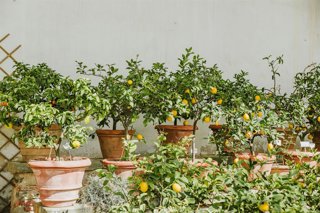 Marzo y abril: los meses perfectos para plantar un limonero en casa con facilidad