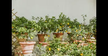 Marzo y abril: los meses perfectos para plantar un limonero en casa con facilidad