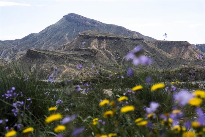 Vegetación y pequeñas floraciones en el entorno del desierto de Tabernas (Almería) tras las precipitaciones de los últimos meses.