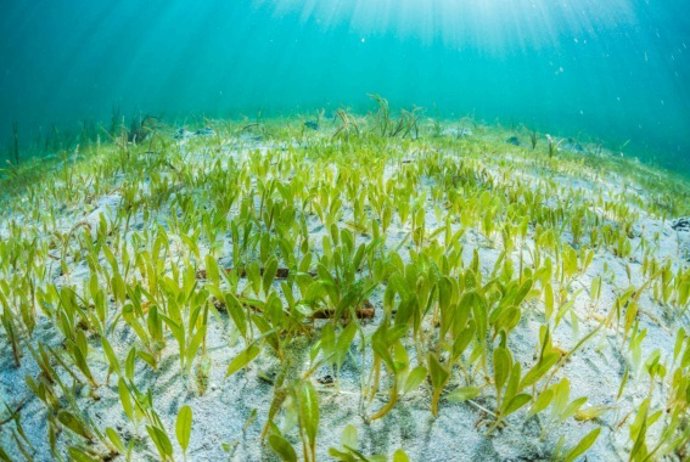 Archivo - Arquivo - Imagem da planta marinha invasora, Halophila stipulacea.