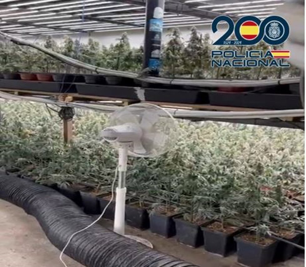Plantas de marihuna en una nave de la zona Norte de Granada.