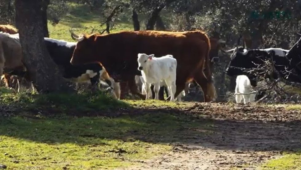 Vacas en Álava