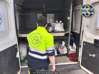 Un agente de Zoosanitario interviende varios gallos de pelea en Sevilla