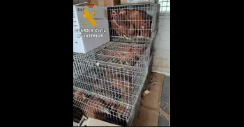 Denunciado por vender gallinas en Viana sin ningún control sanitario durante una alerta por gripe aviar
