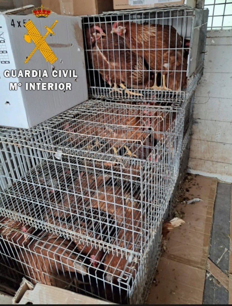 Gallinas localizadas en el interior del vehículo de la persona denunciada.