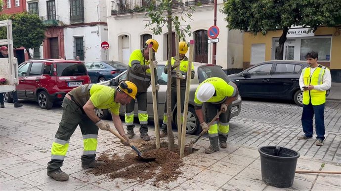 Plantación de nuevos árboles en la calle Betis del barrio de Triana en Sevilla