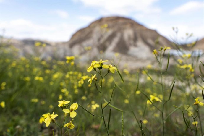Inusual imagen del desierto de Tabernas en Almería adelantando la floración primaveral gracias a las abundantes lluvias recibidas. A 9 de marzo de 2026 en Tabernas, Almería (Andalucía, España). 