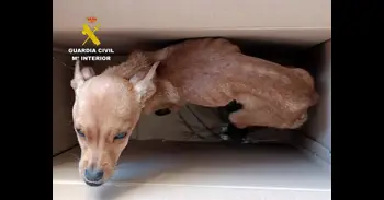 Investigadas tres personas en Caravaca por abandono y maltrato animal tras arrojar cachorros desde un coche