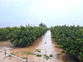 Campo de limones en Los Montesinos (Alicante)