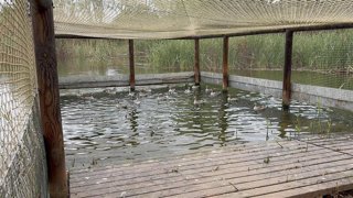 Ejemplares de cerceta pardilla