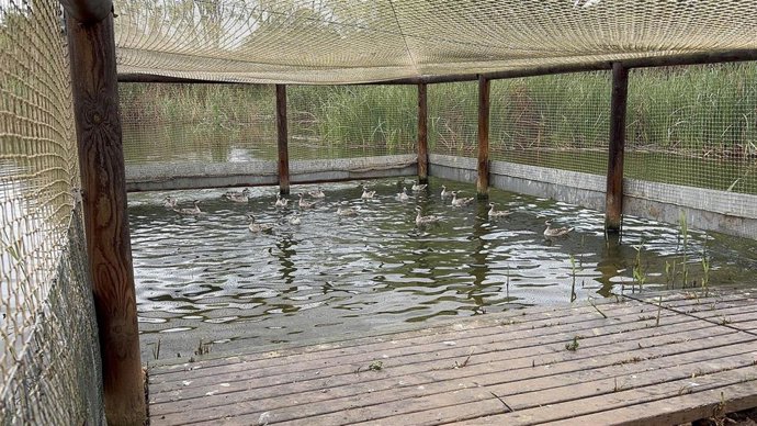 Ejemplares de cerceta pardilla