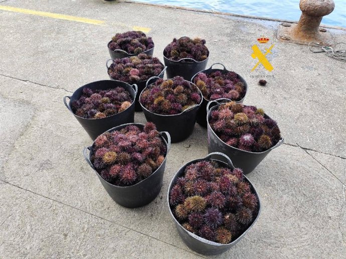 Erizo de mar incautado.