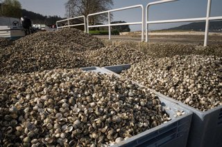 Contenedores con el marisco muerto en la playa del Testal, a 4 de marzo de 2026, en Noia, La Coruña, Galicia (España). 