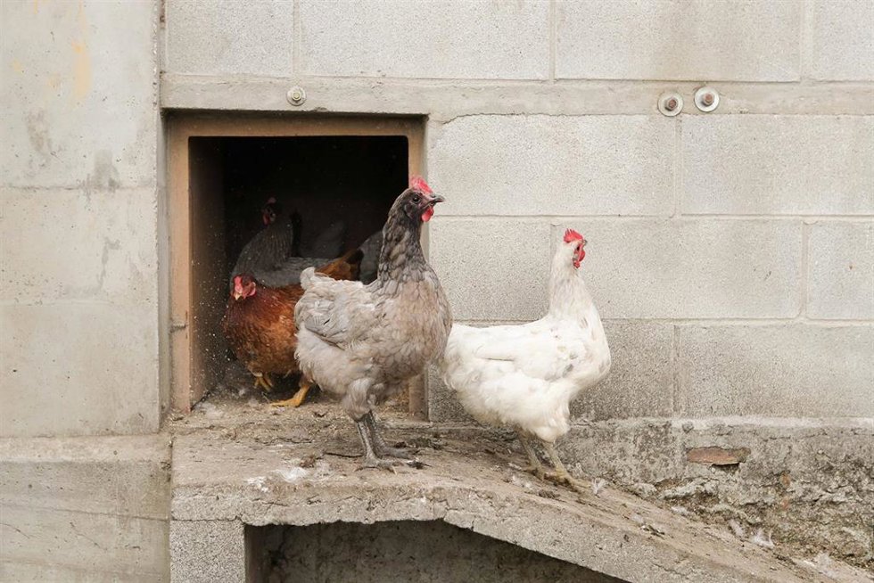 Archivo - Gallinas en gallineros en A Mariña, a 9 de noviembre de 2025, en A Mariña, Lugo, Galicia (España). Se trata de explotaciones avícolas de los concellos de Barreiros, Ribadeo y A Pontenova.