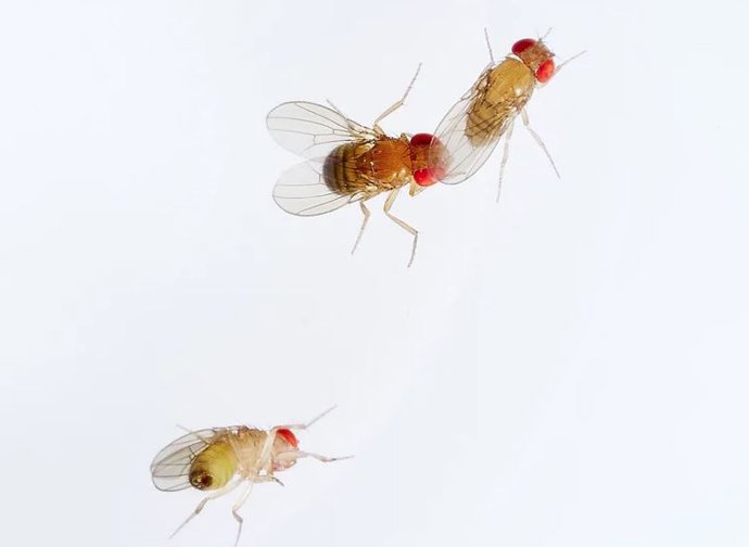 Archivo - En un experimento de apareamiento, una hembra de Drosophila simulans es cortejada por un macho de Drosophila mauritiana.