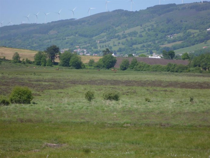Turbera de la Molina