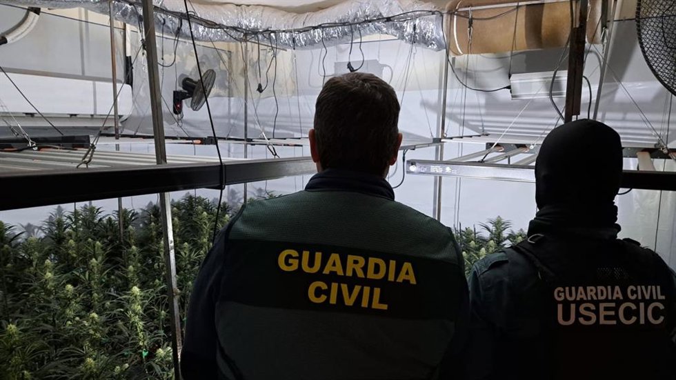 4 Detenidos Tras Desmantelarse Más De 1.000 Plantas De Marihuana En Sant Pere Pescador (Girona)