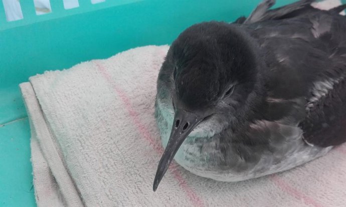 Archivo - Pardela balear rescatada en Formentera.