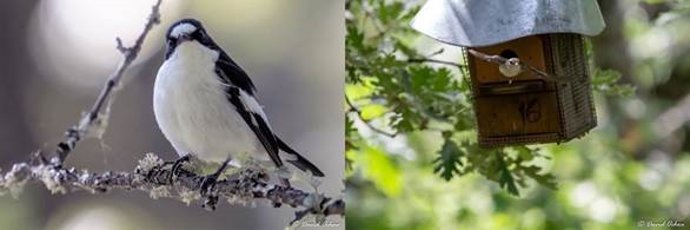 De izquierda a derecha un macho y una hembra de papamoscas cerrojillo, Ficedula hypoleuca, que han estudiado en la sierra norte de Madrid.