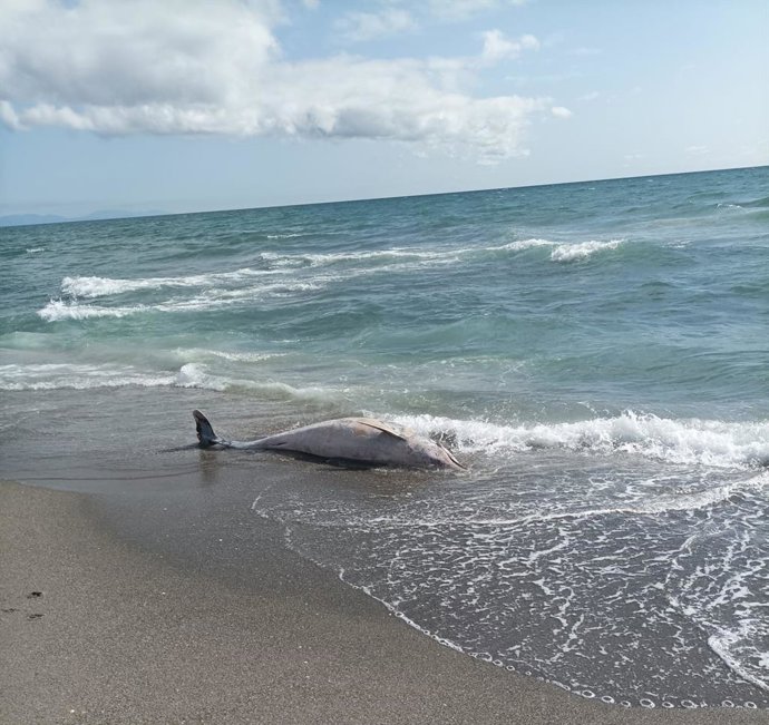 Delfín muerto aparecido en la playa en La Línea.