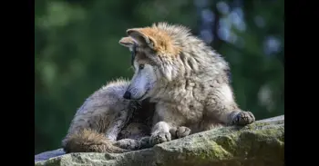 El PP denuncia que en 2025 no ha habido ayudas a las CC.AA por el lobo y MITECO le recuerda que algunas lo están cazando