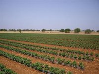 Las cooperativas agroalimentarias de Baleares alertan de una subida de hasta el 50% en el precio del combustible